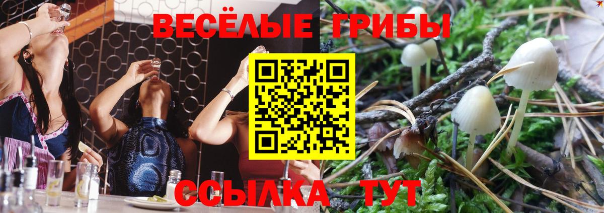 Псилоцибиновые грибы Psilocybe  Вход с VPN  Луга 